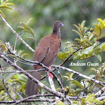 Andean Guan